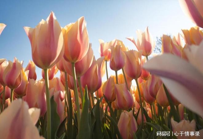 男人50岁后还在沉迷这2件事注定会后悔